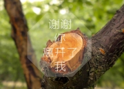 LOL决赛-蓝衣风暴席卷沙漠，2026世界杯B组，意大利用攻守艺术碾压伊朗，萨卡独造传奇之夜