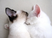 英雄联盟总决赛赛程-毫米、分秒与唯一性的重量，一场为排名而战的压哨绝杀如何改写足球数学