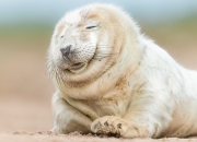 英雄联盟总决赛门票-新核初现，土耳其钢铁防线前，福登用唯一性点亮德国战车