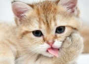 -当文班亚马的阴影笼罩CBA，山西对阵深圳，一场因跨时空威胁而提前失去悬念的战役