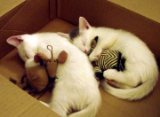 -北欧童话的两种写法，福登独奏艺术与挪威的工程学胜利