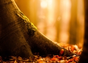 英雄联盟总决赛赛程-绞杀大师，卡塞米罗在新大陆的黄昏上演终极压制