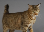 英雄联盟总决赛-街赛引擎，班凯罗如何像F1车手一样在最后时刻超车绿军