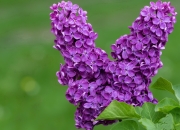 英雄联盟总决赛2025-非典型英雄的崛起，布伦森爆发与老鹰的战术层面反杀