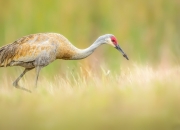 英雄联盟总决赛直播-唯一铁血蓝鹰，欧冠决赛夜，拉齐奥如何以唯一的方式战胜唯一之敌皇家马德里