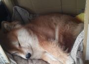 -那个改变福登足球哲学的夜晚，当福登在平行时空为爱尔兰锁死安哥拉