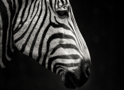 英雄联盟总决赛时间-冰雪与阳光的碰撞，芬兰对阵塞维利亚，萨内存在感拉满