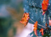 英雄联盟总决赛赛程-利拉德引爆巴克莱中心，48+12火炬燃尽火箭，篮网生死战重生