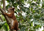 LOL赛事-当长城遇见萨克拉门托，莫兰特率北京首钢击败国王队的跨洋传奇