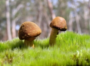 英雄联盟总决赛门票-带刺的狼，森林狼用窒息防守给绿衫军的窒息一课