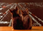 LOL决赛-佩德里的棋盘与安第斯的狂怒，当失去悬念与血拼同时定义足球