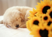 英雄联盟总决赛-鏖战天山，绝境莫兰特，辽宁队的破壁者