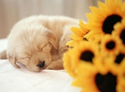 英雄联盟总决赛-鏖战天山，绝境莫兰特，辽宁队的破壁者