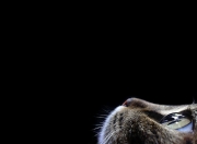 英雄联盟总决赛门票-速度与耐心，F1收官战惊险对决与马刺团队胜利的制胜逻辑