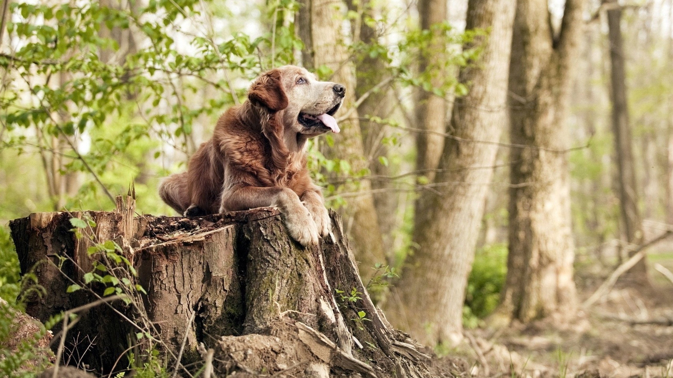唯一的胜利,唯一的凯恩,当埃及足球写就新的金字塔铭文