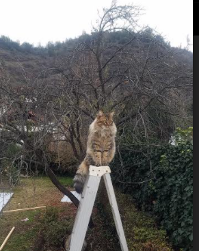 国际体坛同日闪耀,鹈鹕稳扎稳打取胜利,拉文一锤定音成英雄