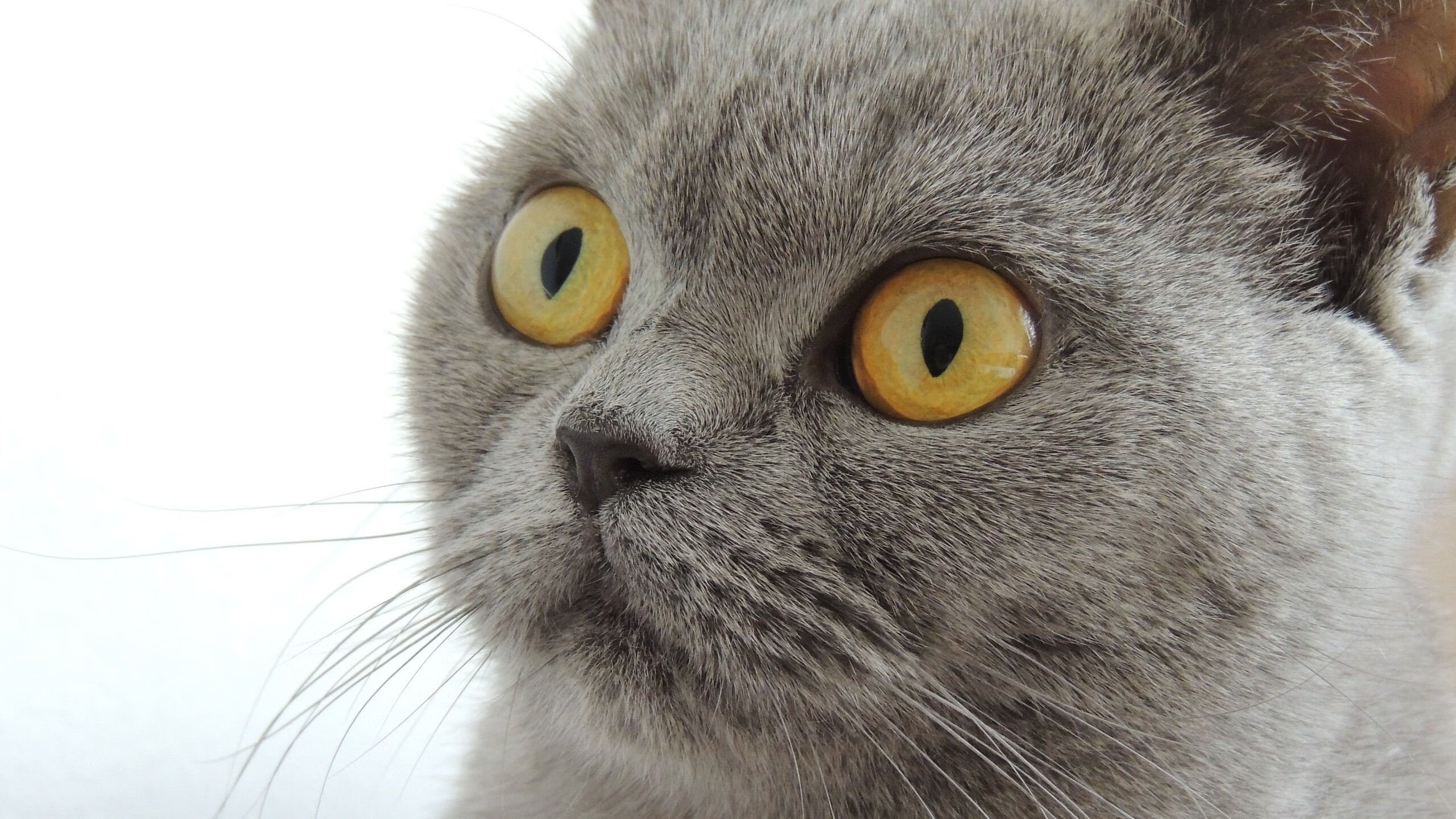 皇马踏平切尔西，铁血纪律碾碎天才，奥亚尔萨瓦尔为何是这场破壁之战的灵魂