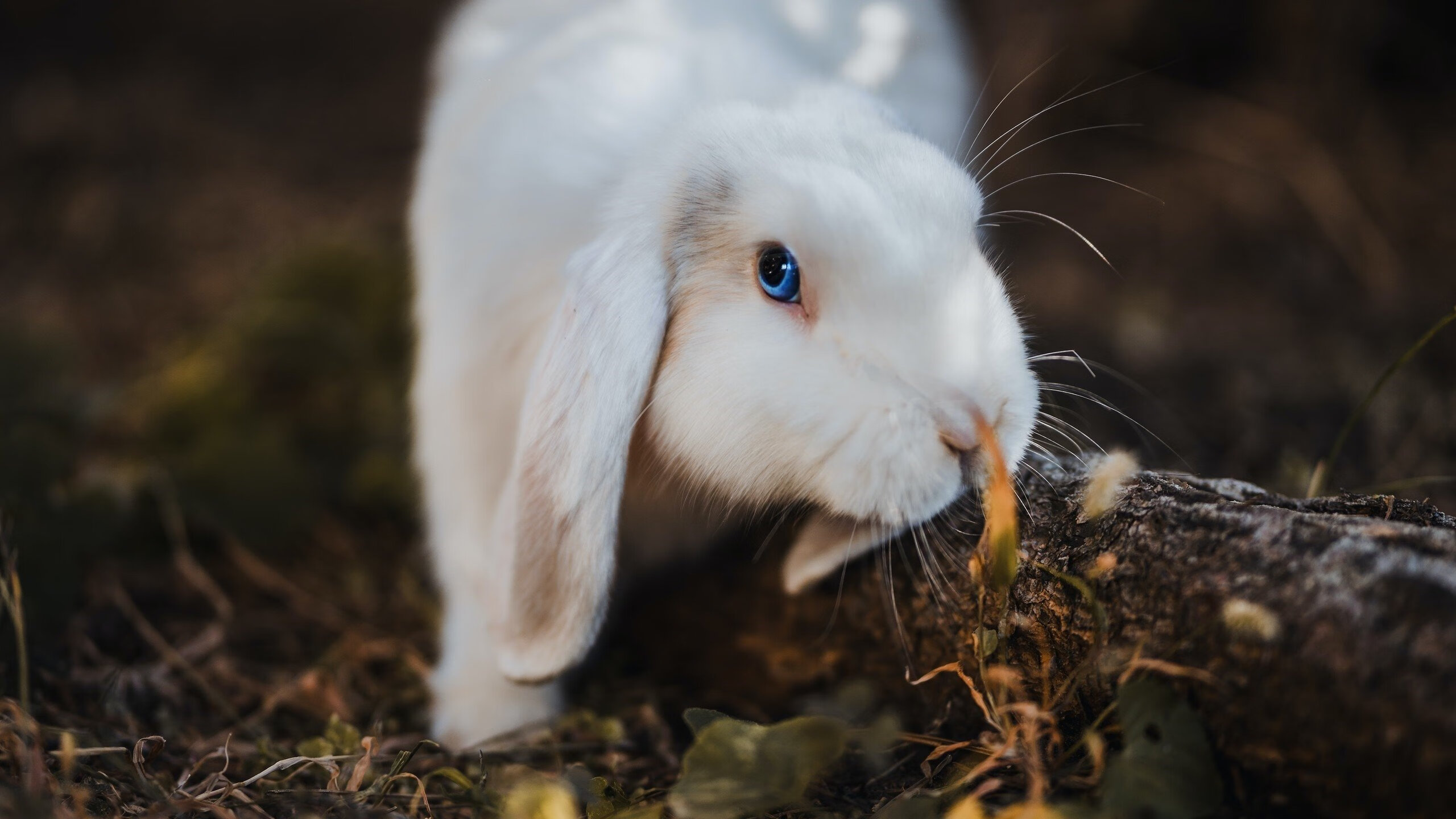 诺坎普的篮筐,欧冠决赛夜,开拓者绝境突围掘金