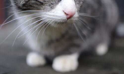 冰与火的绝境奇迹,字母哥未竟之战与深圳队的逆袭之路