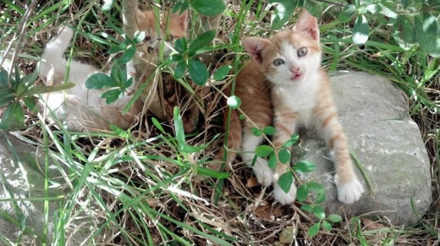 铁血尼克斯粉碎山西队钢铁防线，字母哥关键一战定鼎江山