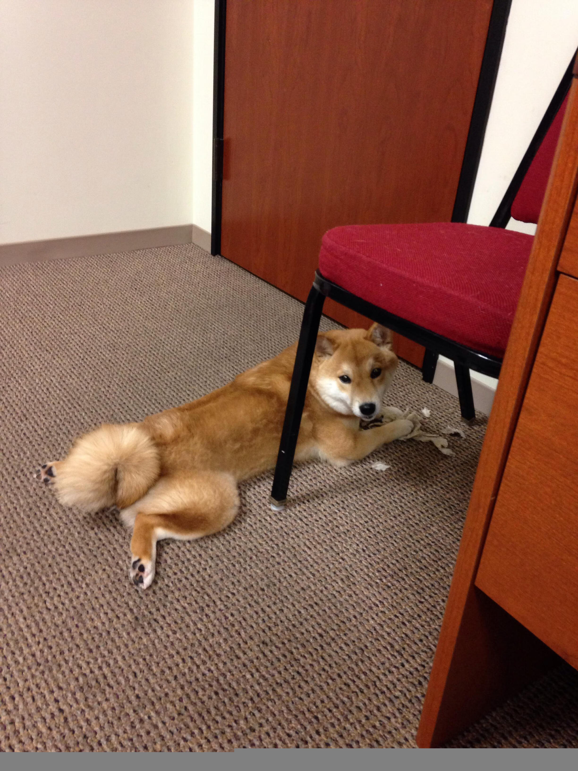 梦幻跨界，玻利维亚的足球逆袭与久保建英的篮球奇迹—当体育界限被打破