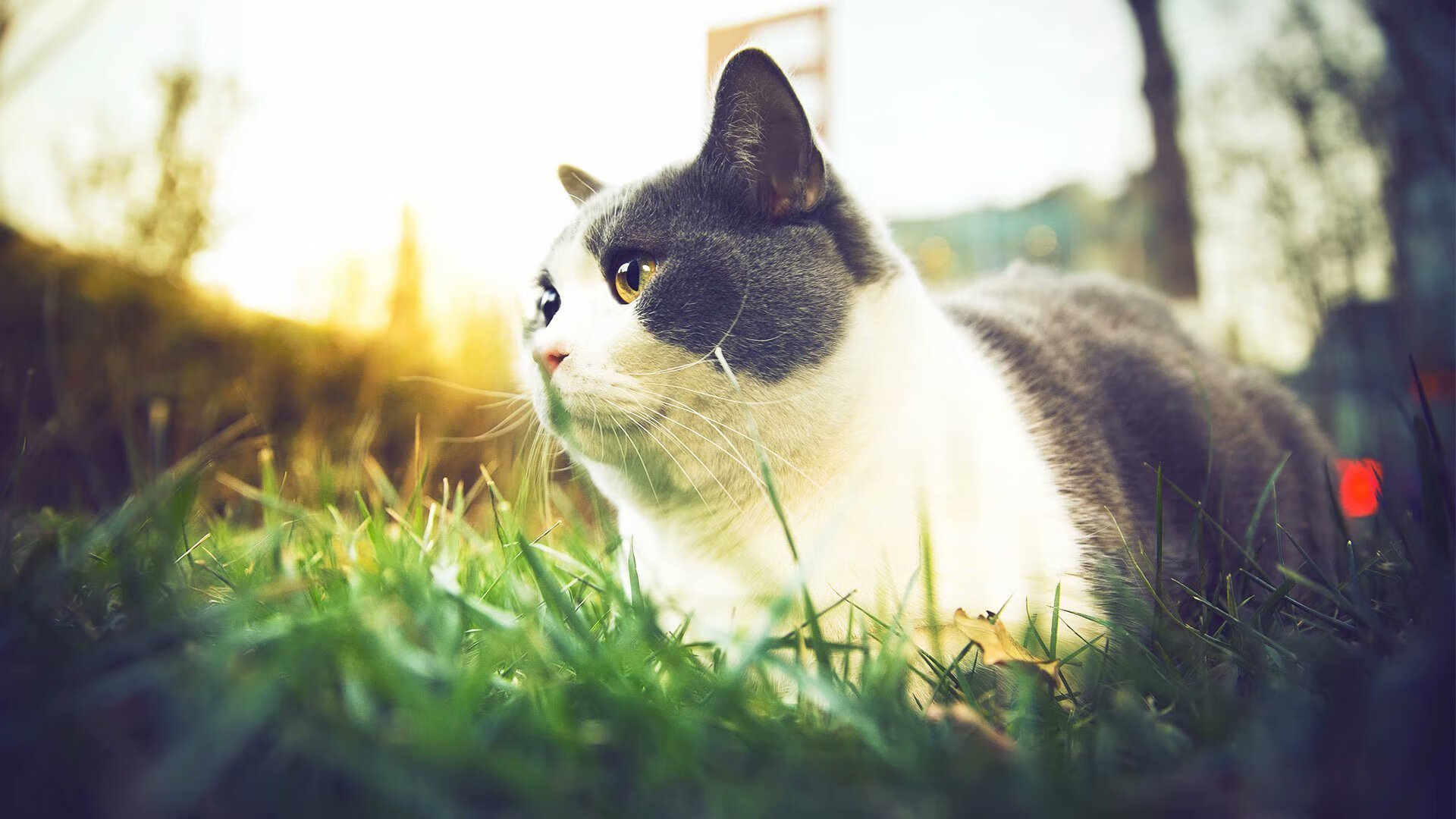 稳定输出不掉线!克瓦拉茨赫利亚助阵洪都拉斯对阵爱尔兰友谊赛