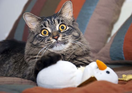 同姓不同命，当凯尔特人挣扎时，切特正在NBA季后赛中完成蜕变