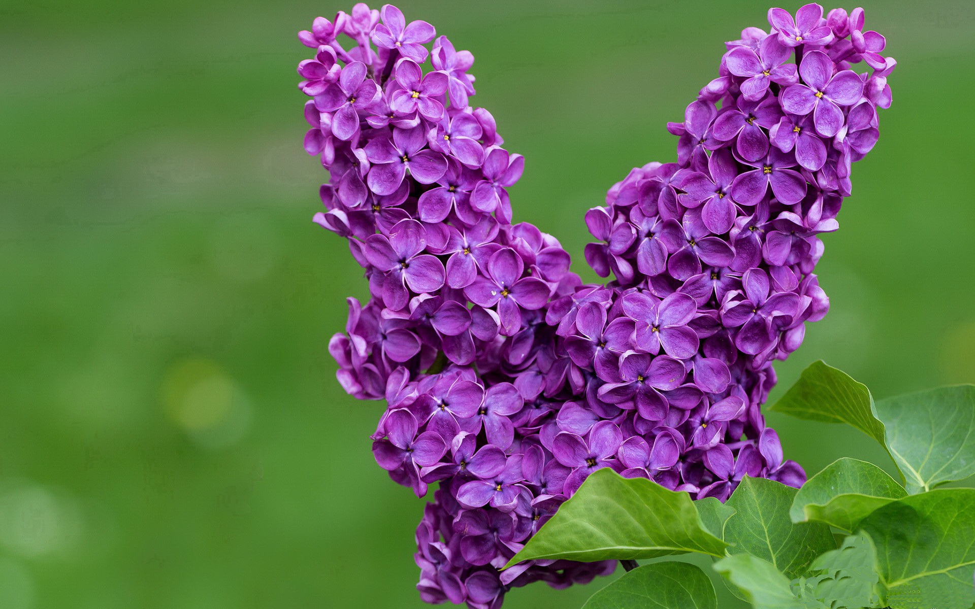 非典型英雄的崛起，布伦森爆发与老鹰的战术层面反杀