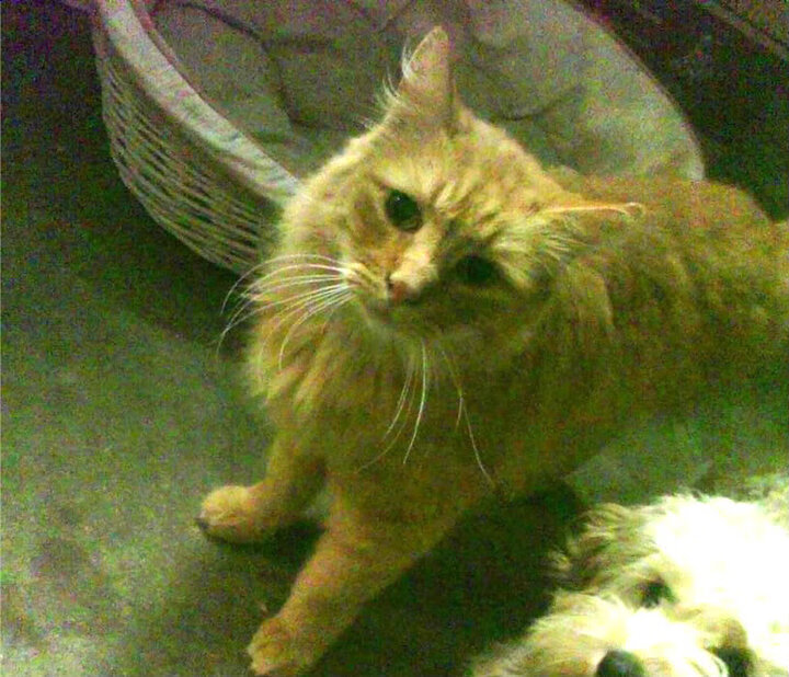 初代杜兰特接班人手刃太阳,英格拉姆如何用一记跳投完成宿命对决