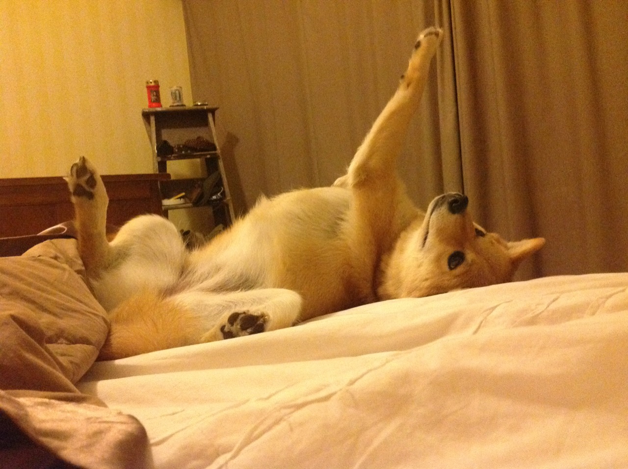 哈利伯顿破茧成蝶，辽宁队用窒息式防守收割新疆队