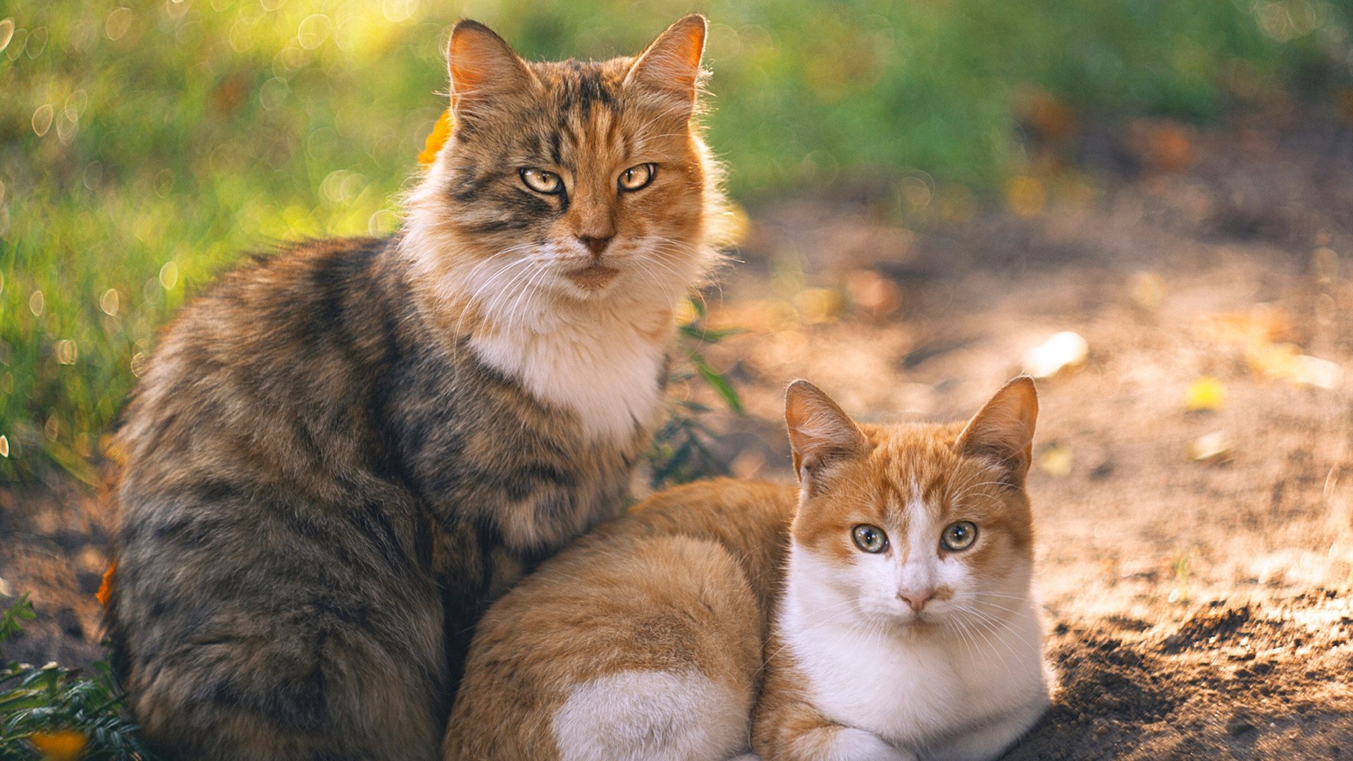 加勒比海浪对撞斯坦福桥铁壁，牙买加国家队如何历史性击败切尔西