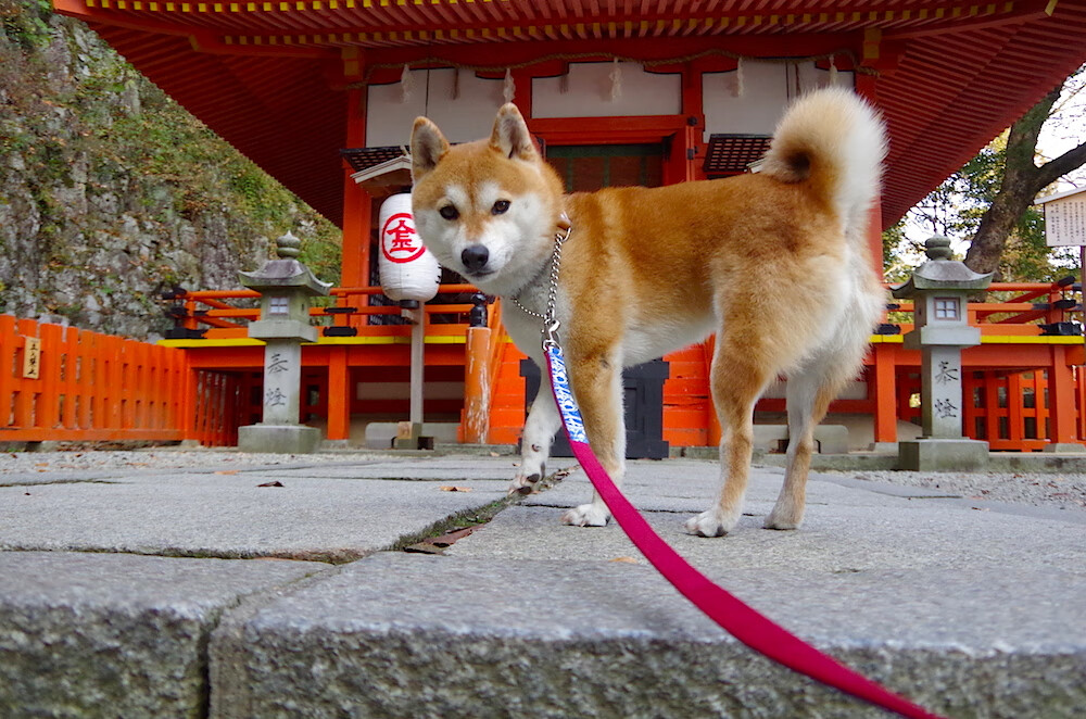 跨国烽火夜,一场友谊赛的意外王者—当格纳布里降维打击中国防线