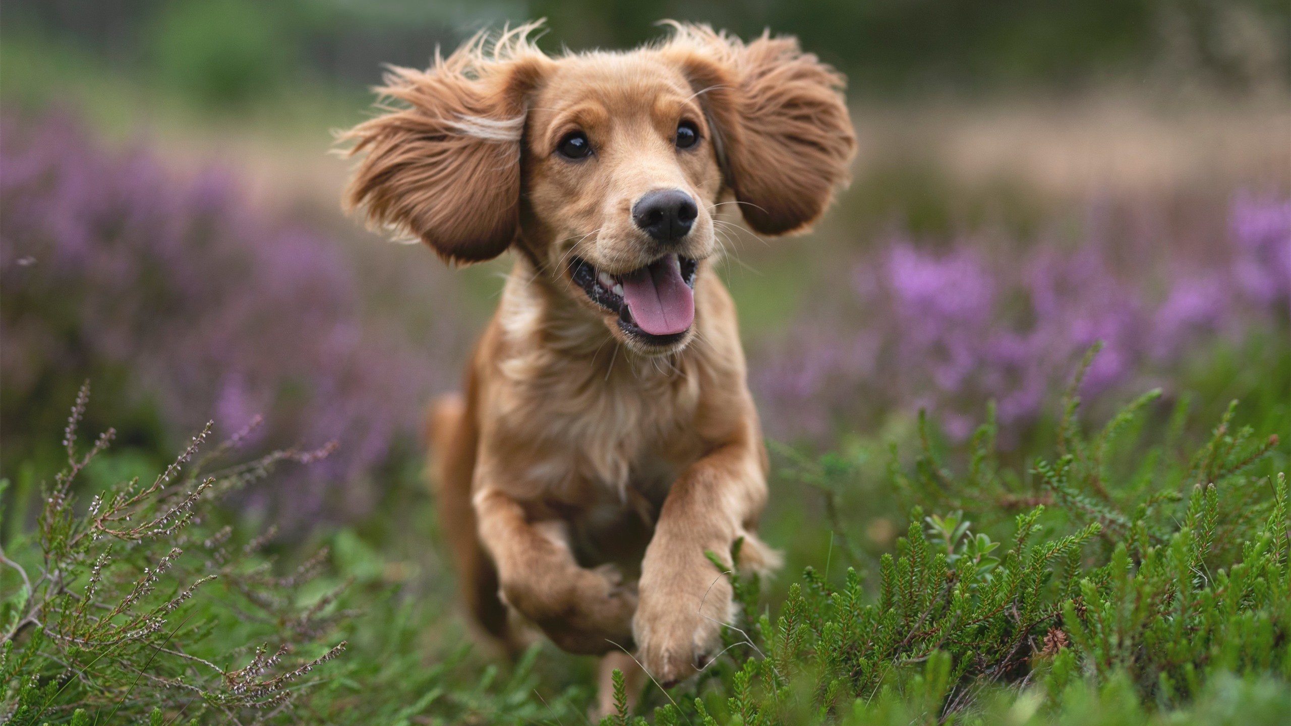 当篮球规则撕裂F1赛道，杰伦·格林的复仇时速