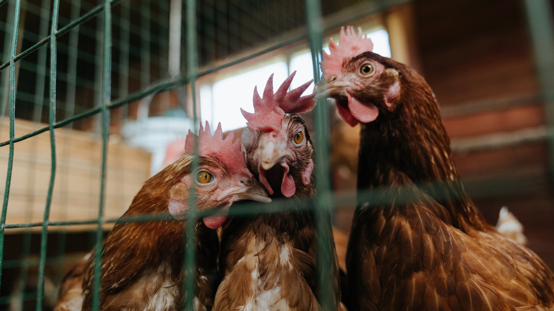 老帅压阵,保罗一杆老枪,射落群狼