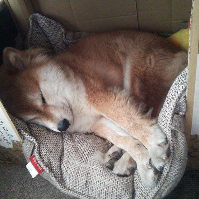 那个改变福登足球哲学的夜晚,当福登在平行时空为爱尔兰锁死安哥拉