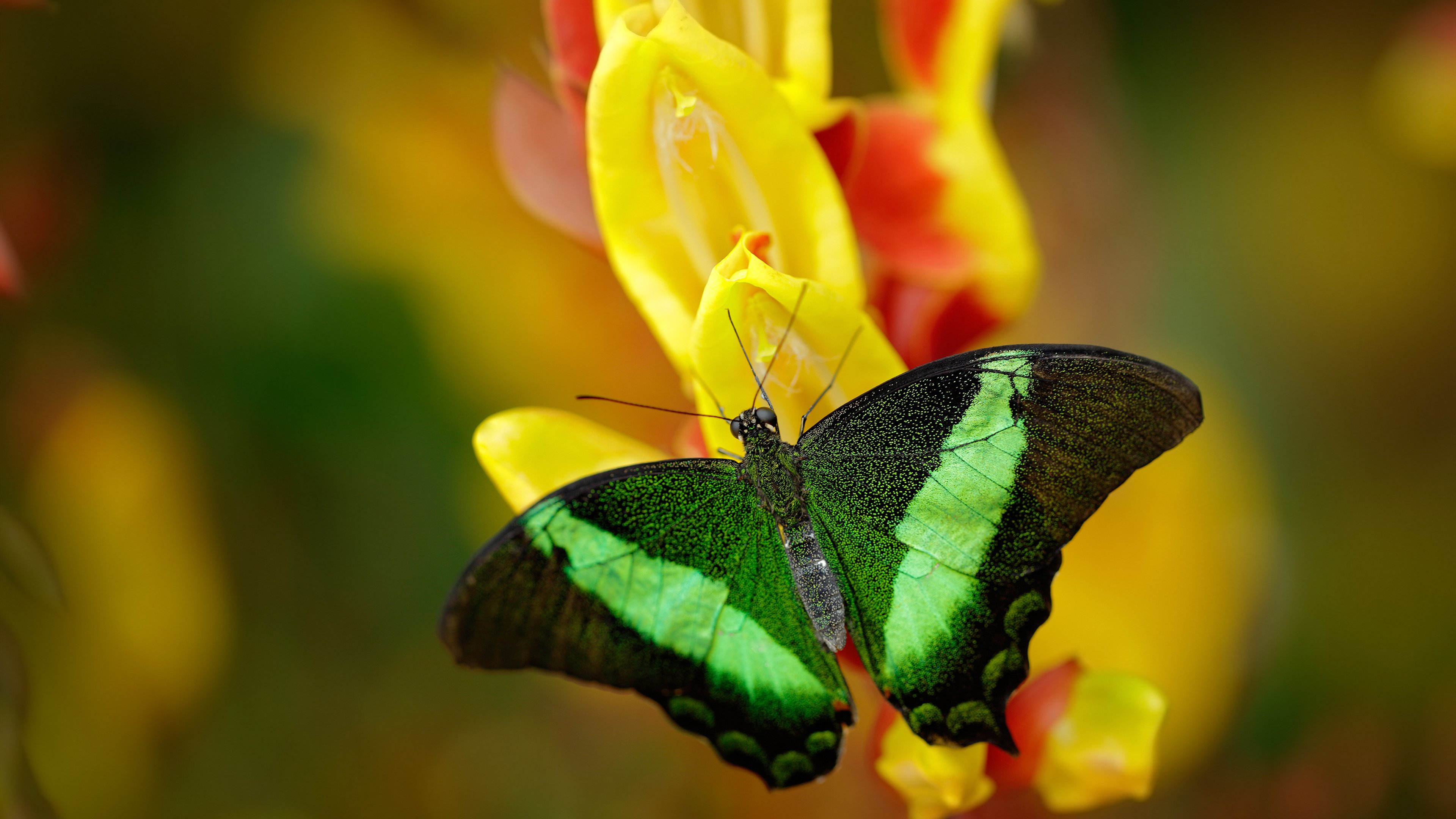 虚构的米切尔,一场提前被剧透的胜利