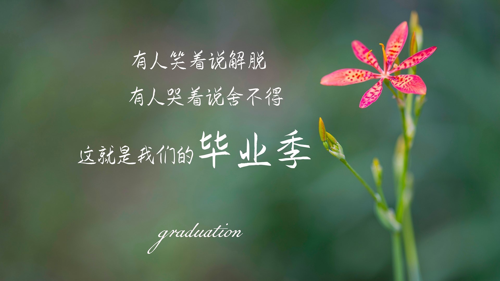 拉亚的火焰将点燃伊比利亚之夜,当葡萄牙的星光遇见勒沃库森的德意志铁壁