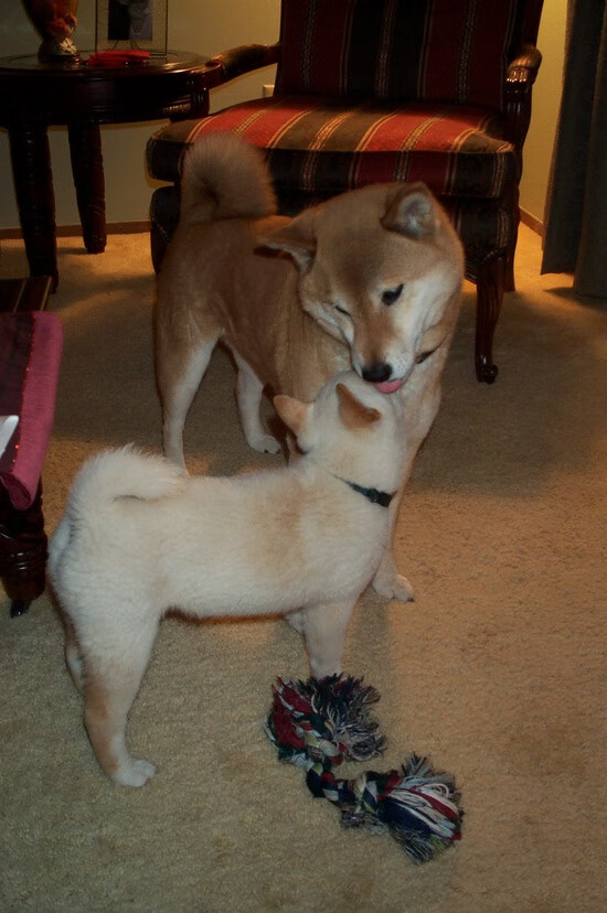 第六人撕裂黑夜,西决生死战,凯塞多从替补席收割比赛