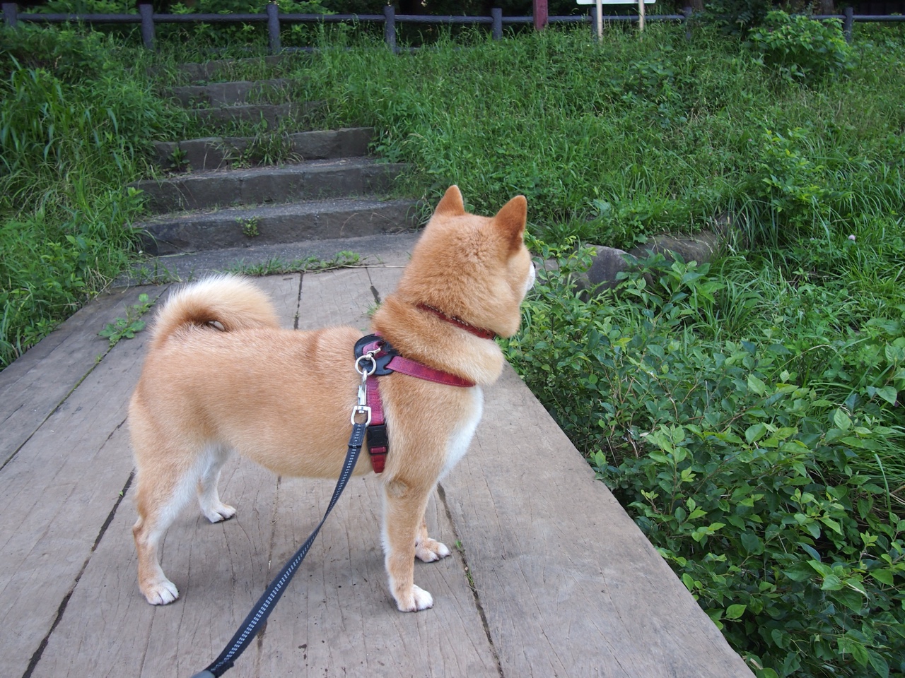 平行时空的守护者，杜兰特末节接管公牛对阵吉林之战