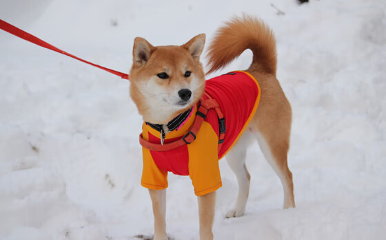 唯一性的胜利,当利物浦改写剧本,梅西接管英超终章
