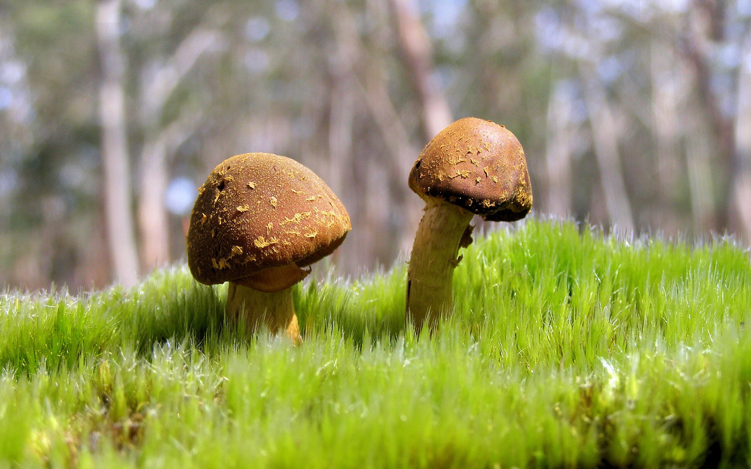 带刺的狼，森林狼用窒息防守给绿衫军的窒息一课