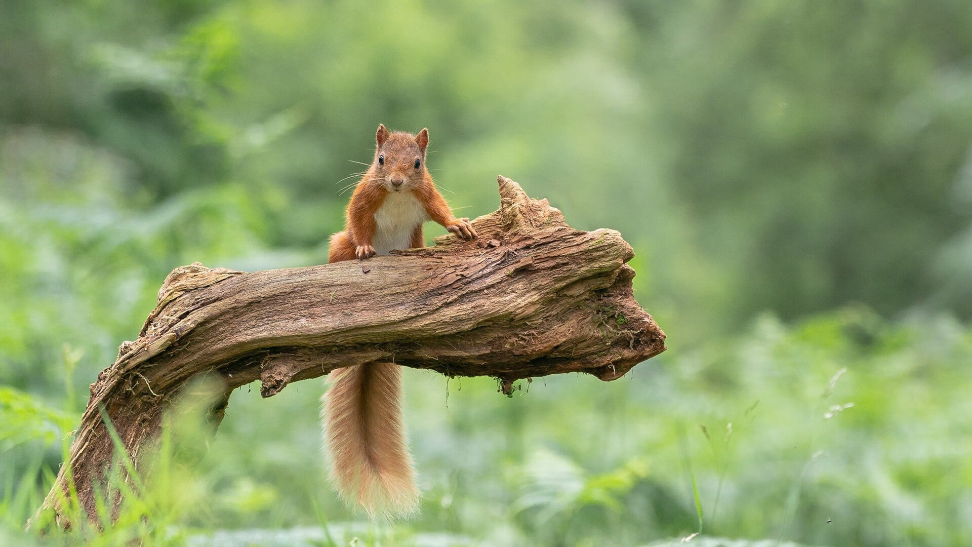 意甲的战术基因，为何巴拉圭与加纳的意式防守成为争冠胜负手？